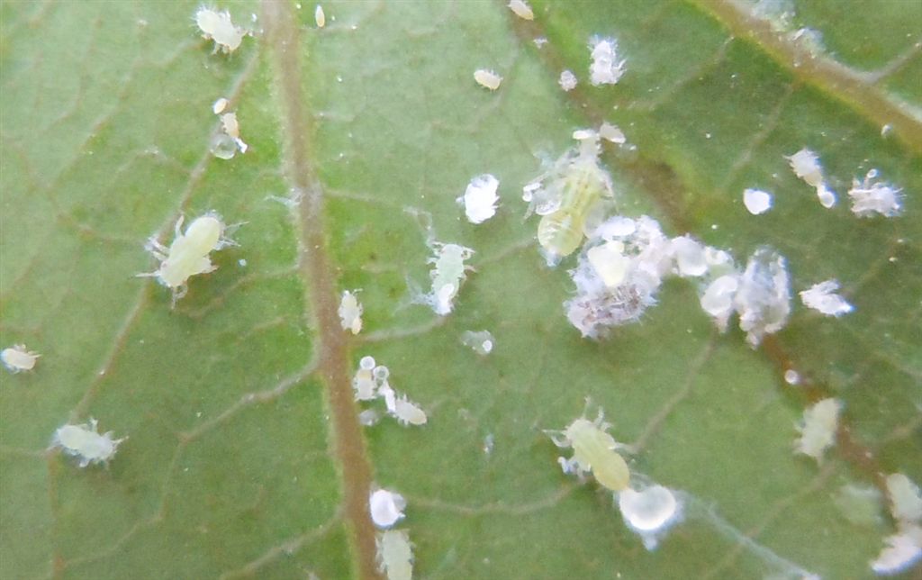 Cacopsylla pulchella/Psilla dell''albero di Giuda